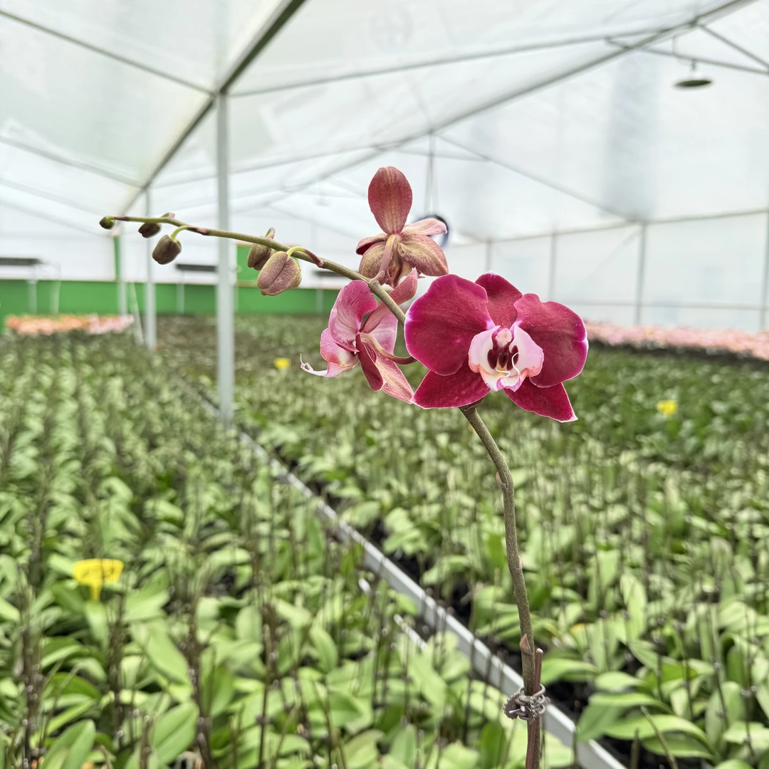 【黑曼巴】蝴蝶兰精品花卉 丝绒质感 带花带花苞 3.0寸大杯