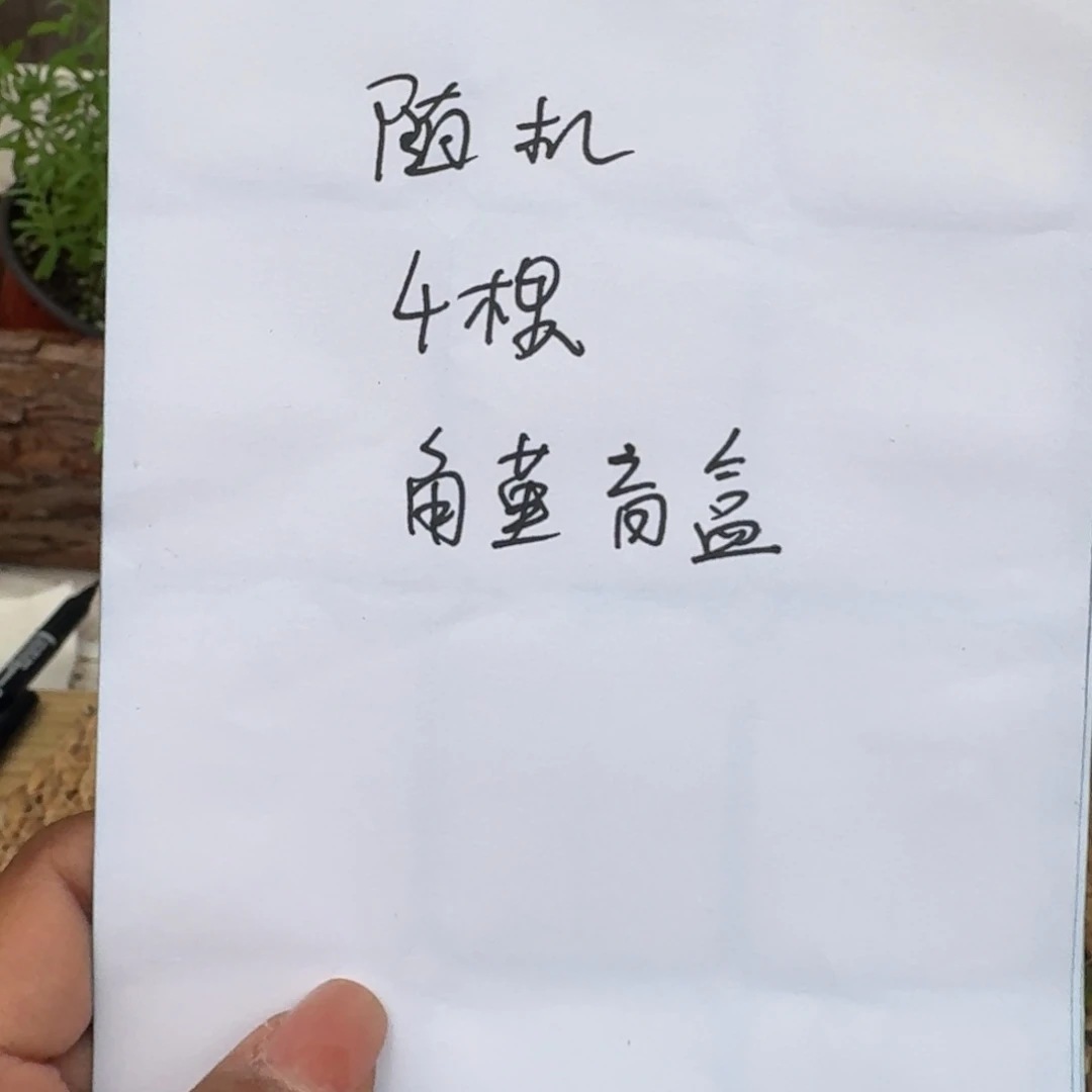 无花朵随机四颗角堇盲盒