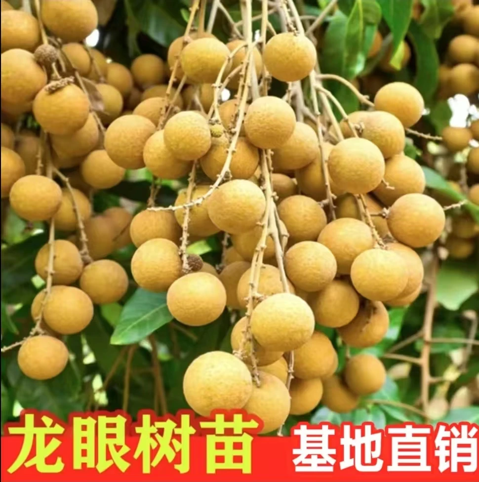 b龙眼树苗四季大龙眼苗盆栽地栽室内外阳台庭院种植储良桂圆树苗