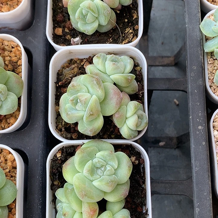 冰玉群生3盆一物一拍