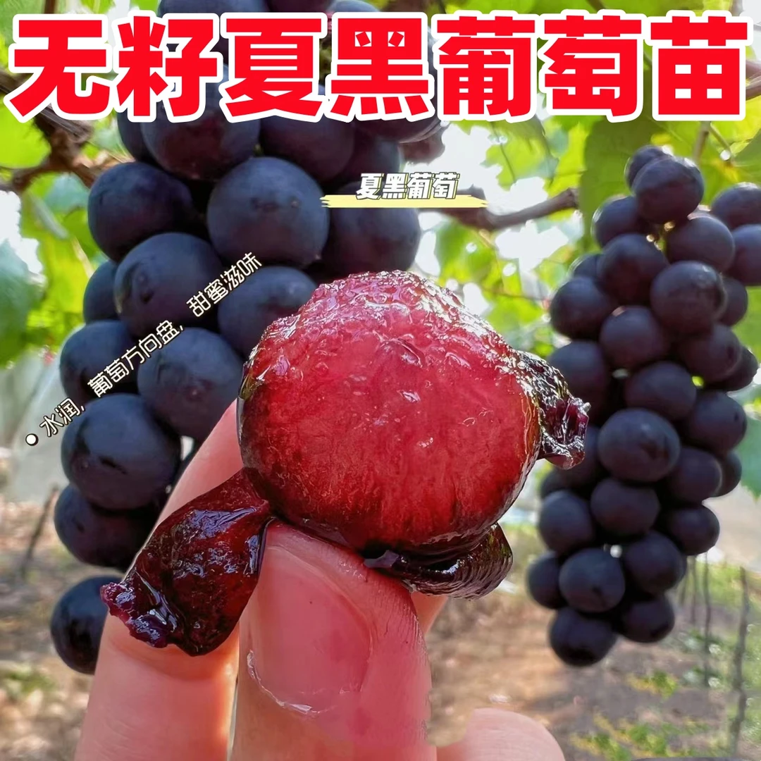 夏黑无籽葡萄树苗阳光玫瑰葡萄果树果苗巨峰盆栽南方四季庭院品种