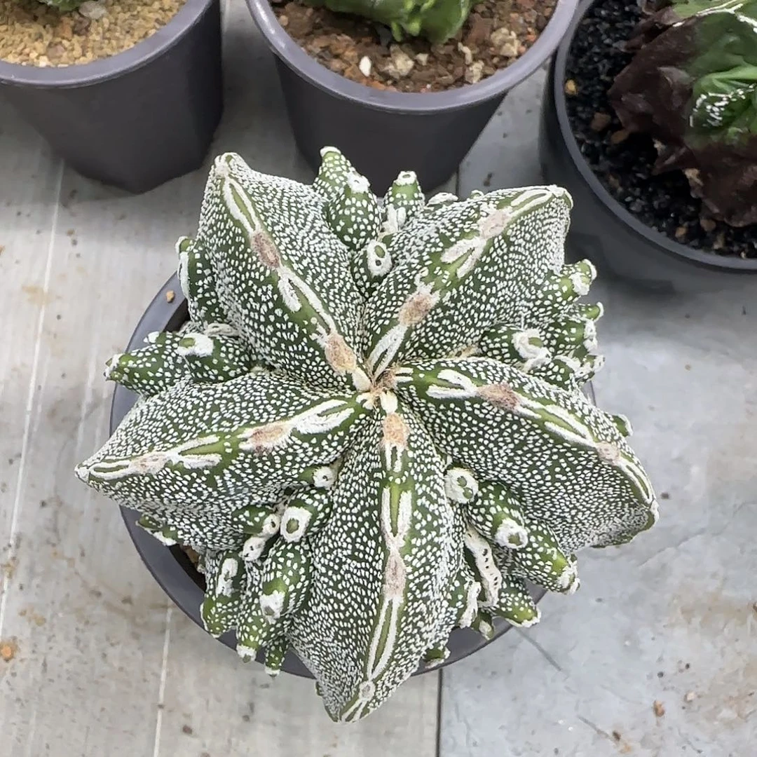 核桃鸾凤玉实生002