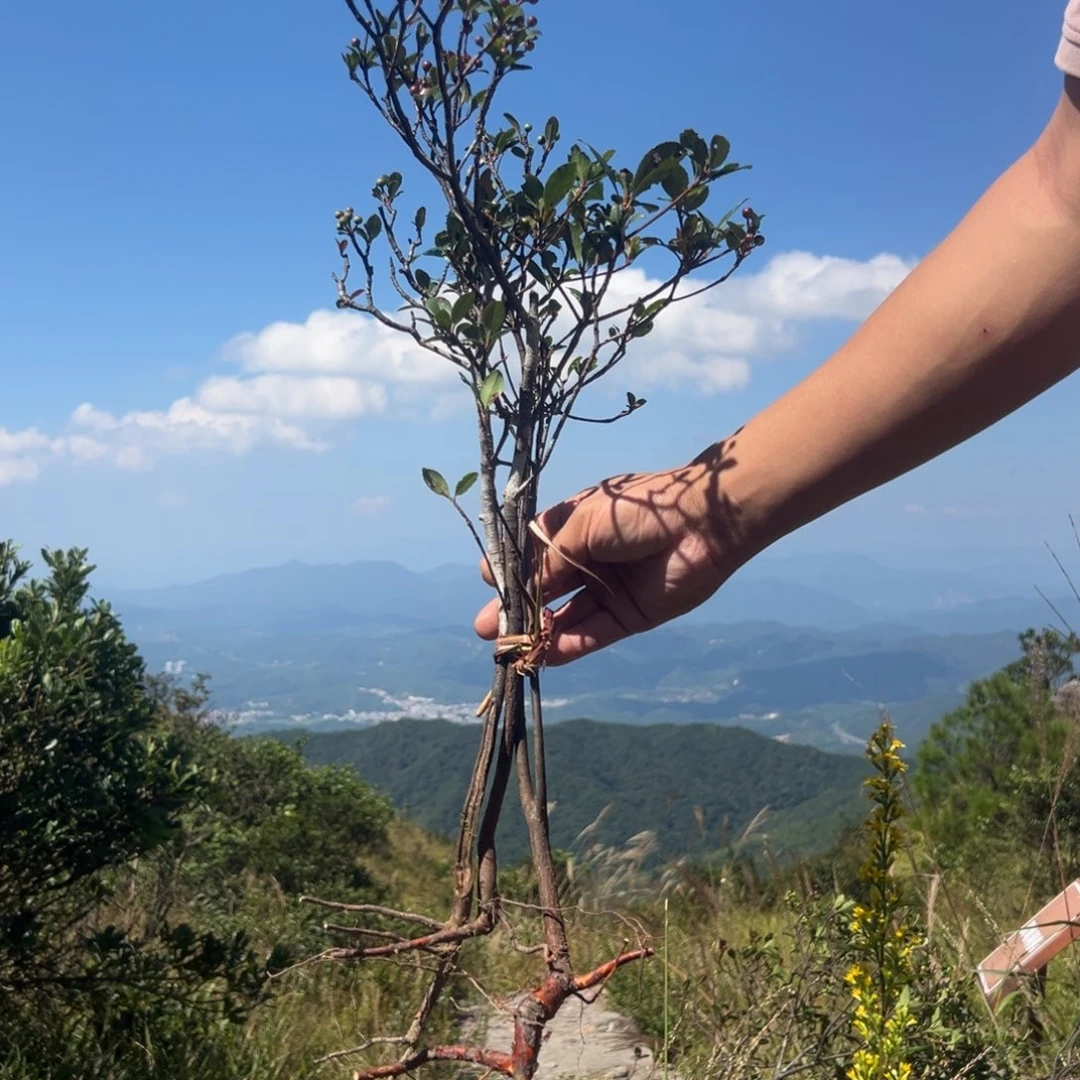 完全开放春花的味道是我喜欢吃