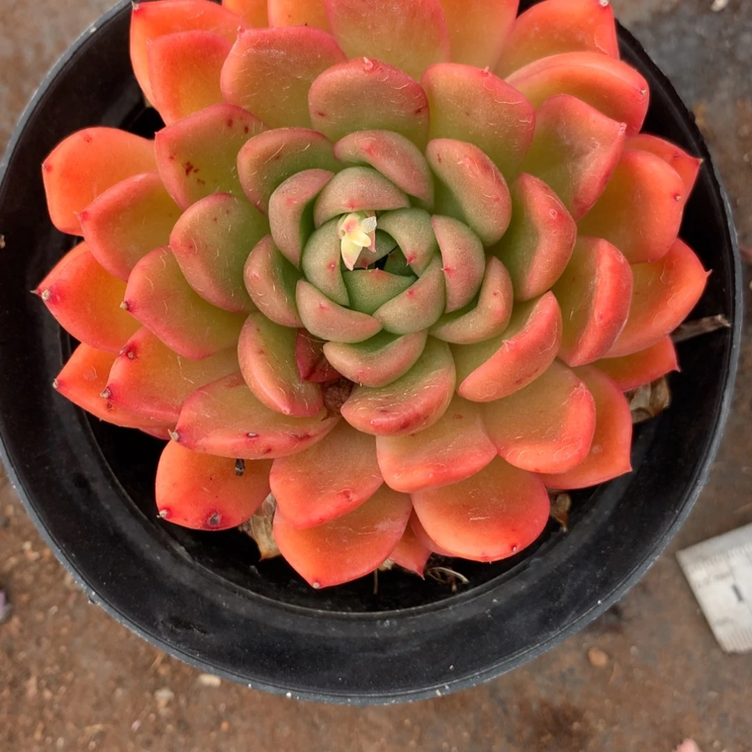 318杂交多肉老桩8冠