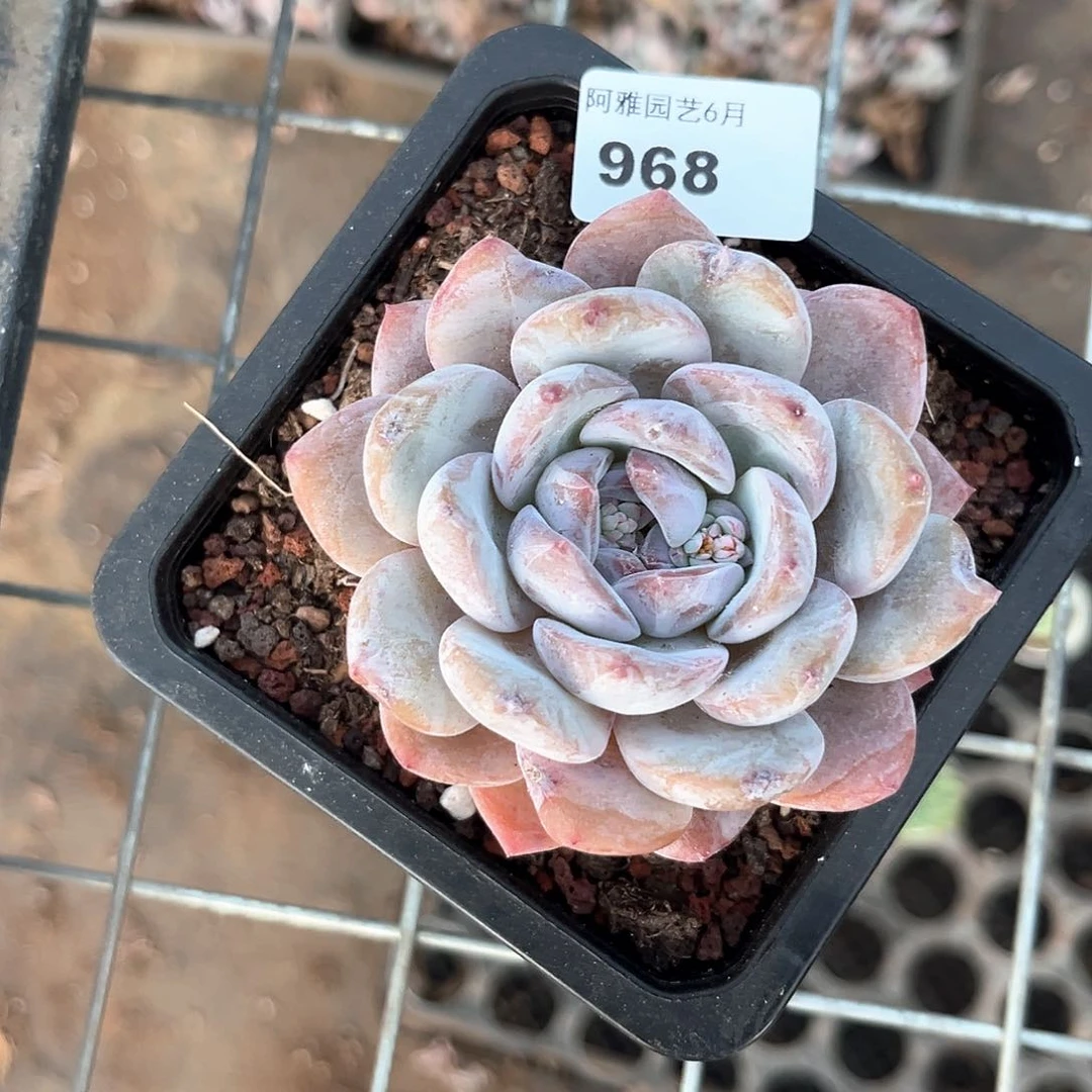 阿雅园艺。    968梦露