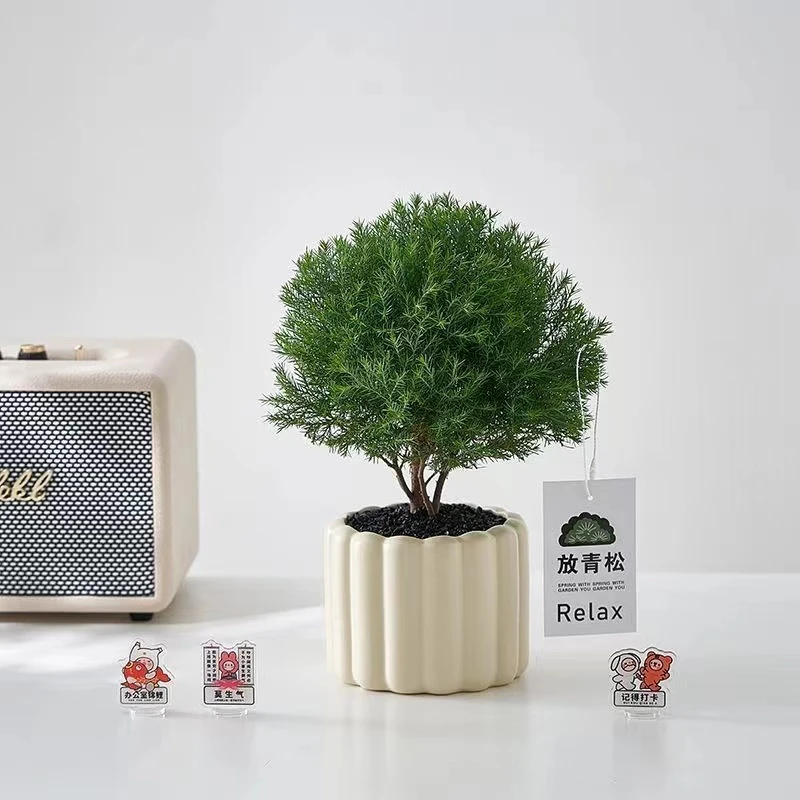 雾凇盆栽客厅办公室桌面绿植小盆景净化空气四季常青易养活放青松