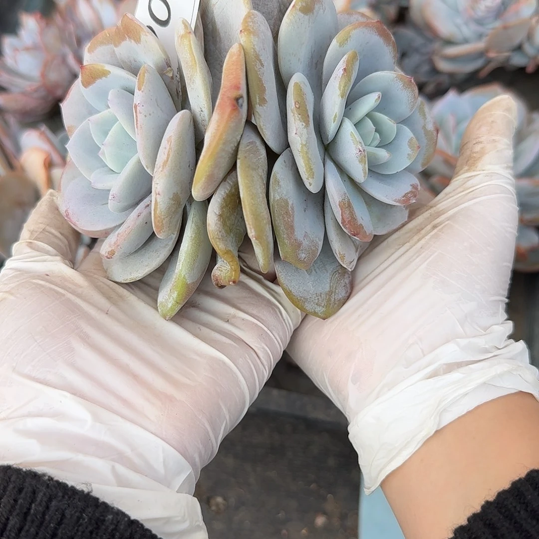 ****o#901 多肉 售后范围：签收起7天内