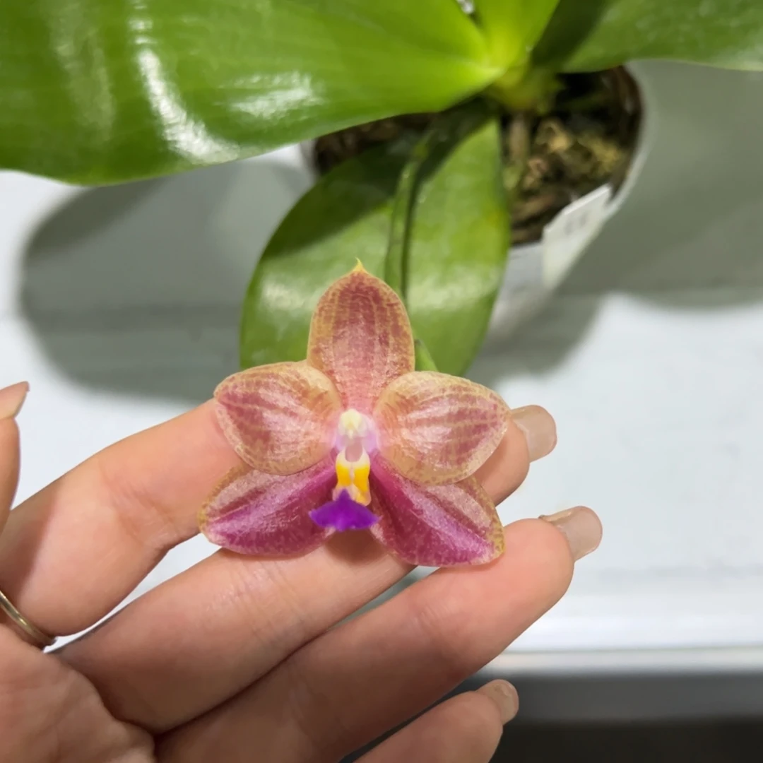 完全开放2.5寸杯爪哇交狗