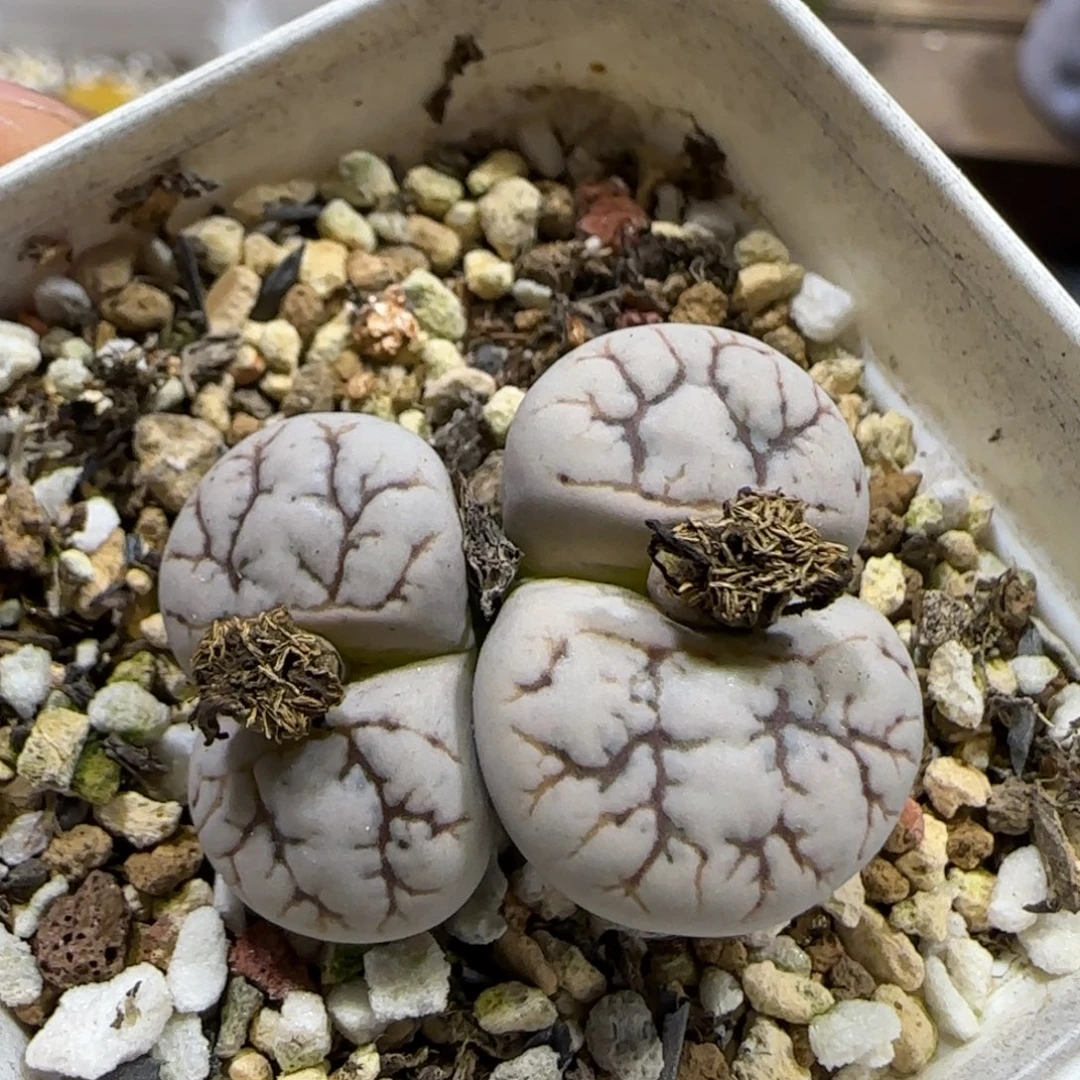 10.19。    云映。  2004