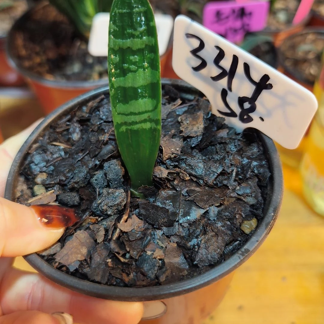 无花朵君子兰直播带货