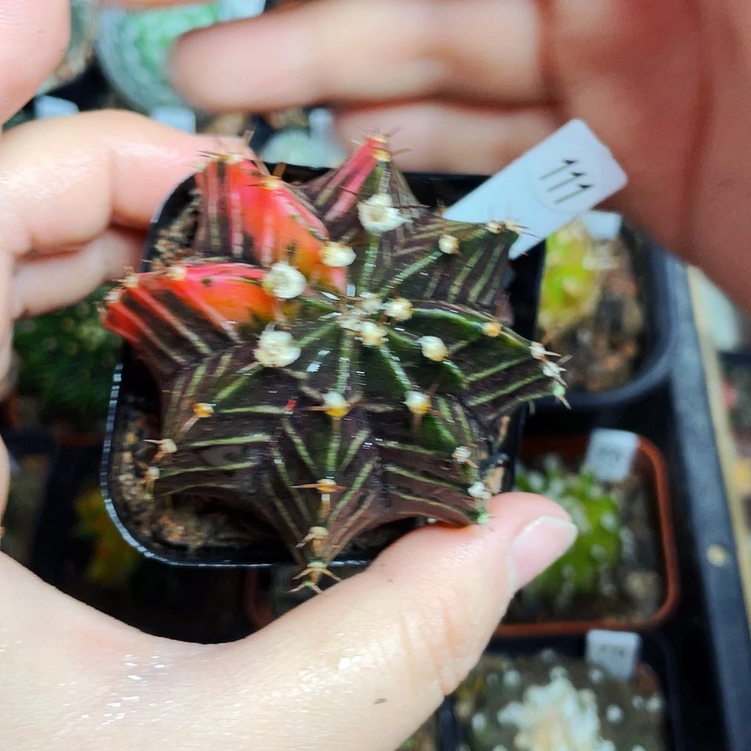 非偏远地区满25包邮仙人球裸根