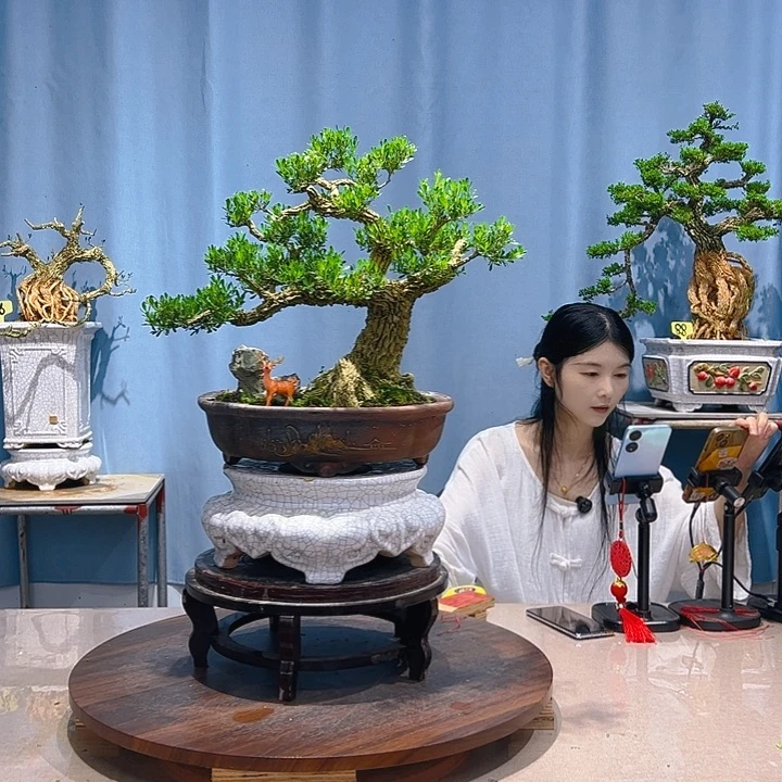 海***生无花朵广东皱皮雀舌黄杨