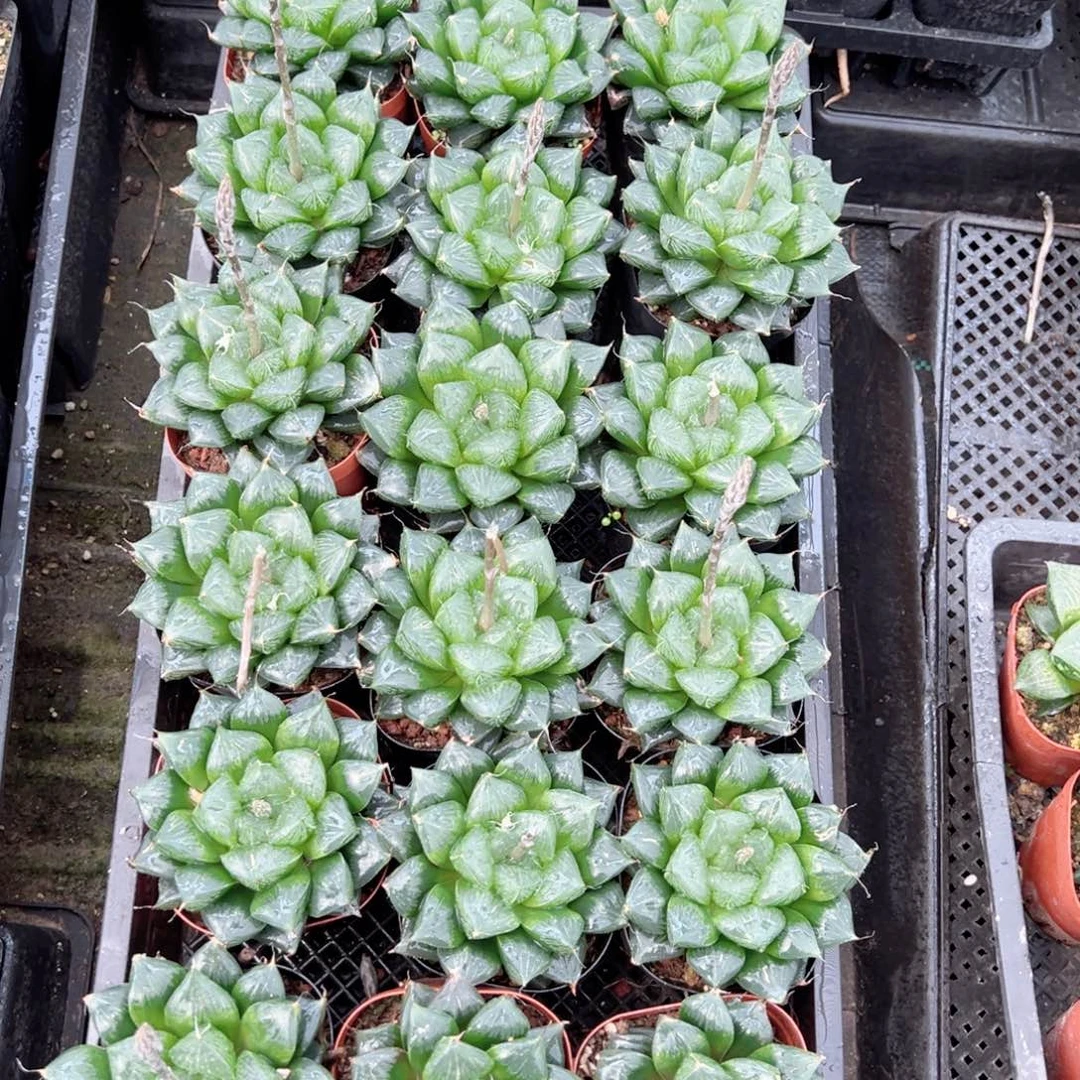 三仙母本多肉植物一颗多肉