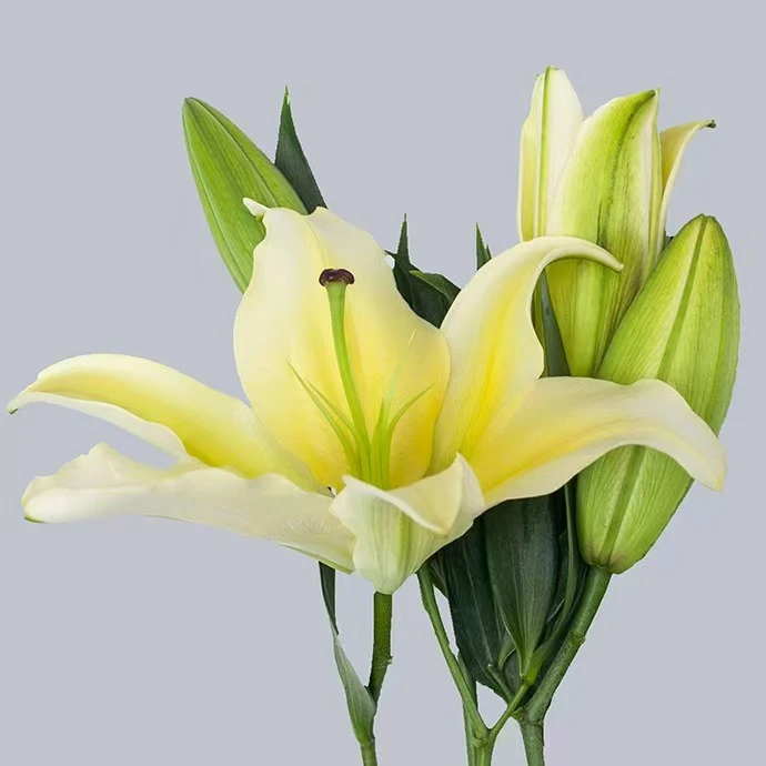【产地直发】黄天霸香水百合鲜花顺丰包邮