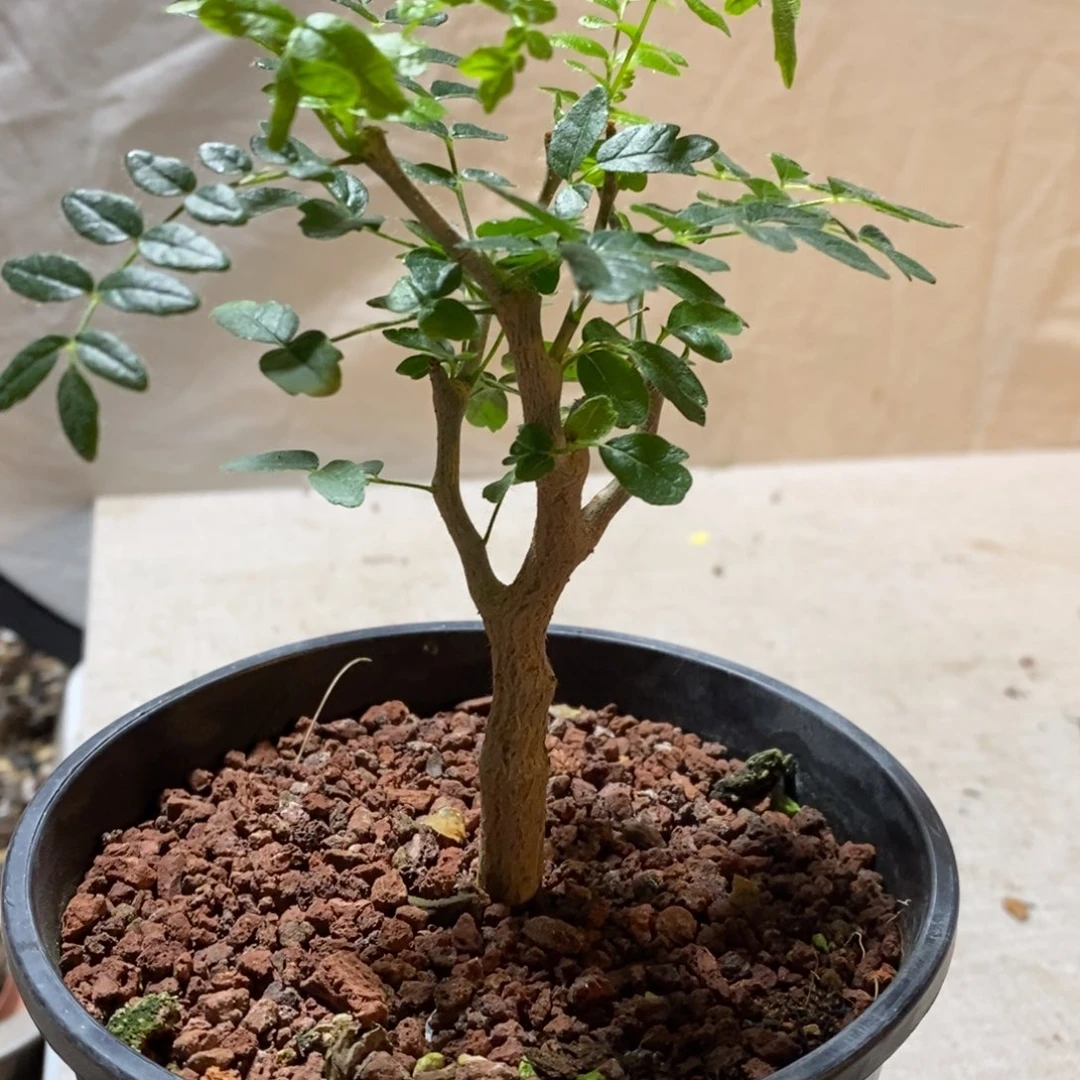 滔天没药实生带盆