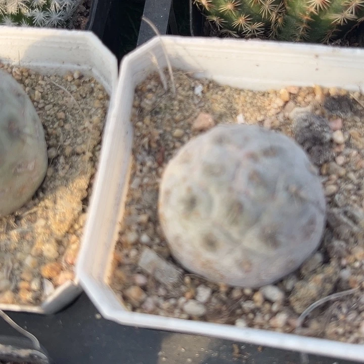 单头习志野zzzzzzz