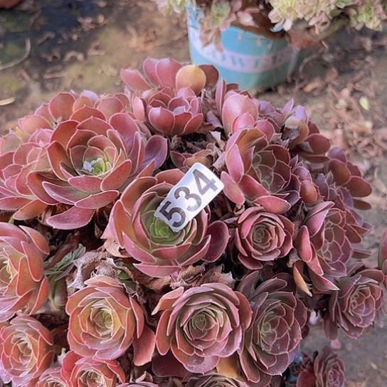 英***姐多肉植物一个荷兰玫瑰
