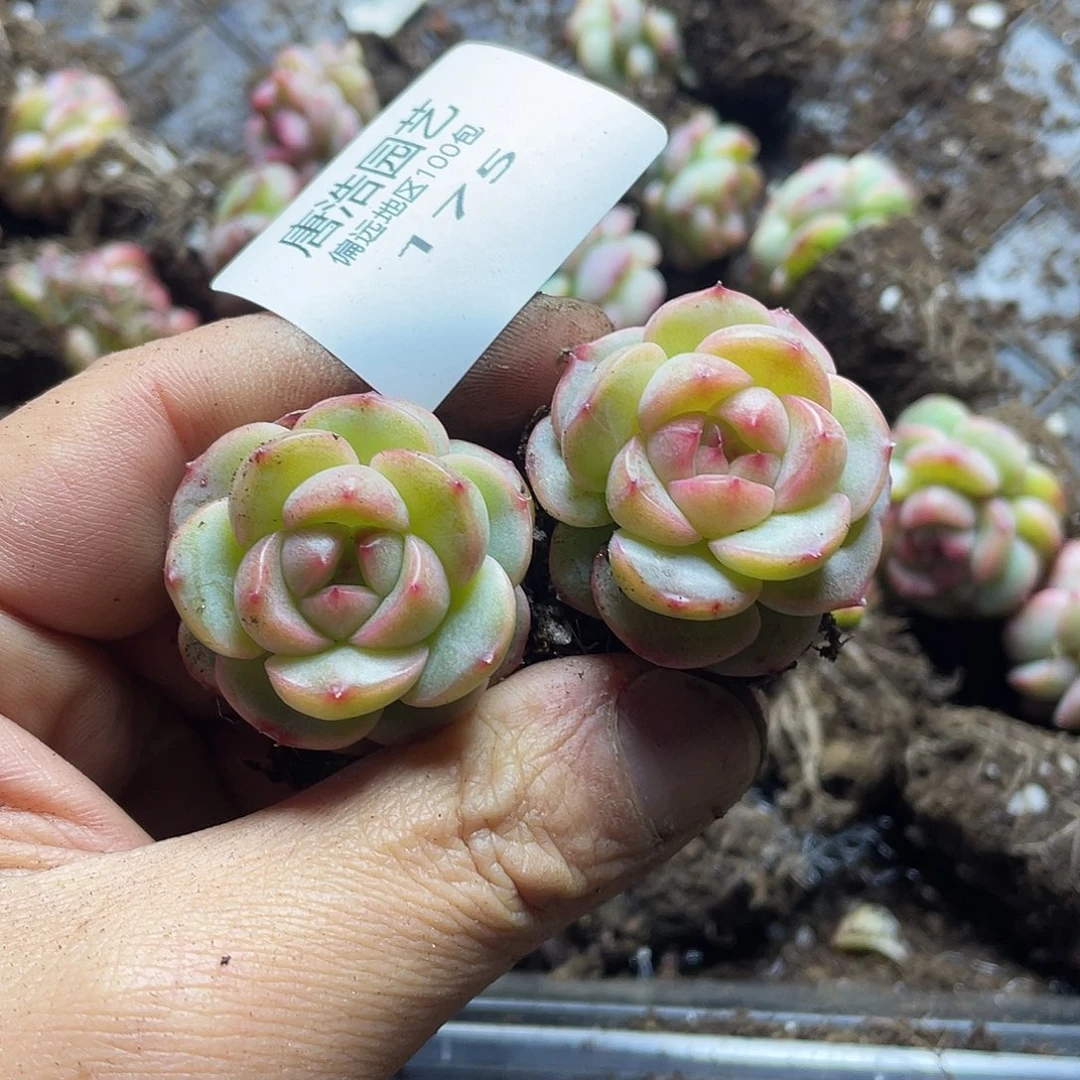 梦***-豆包珍妮一物一拍175