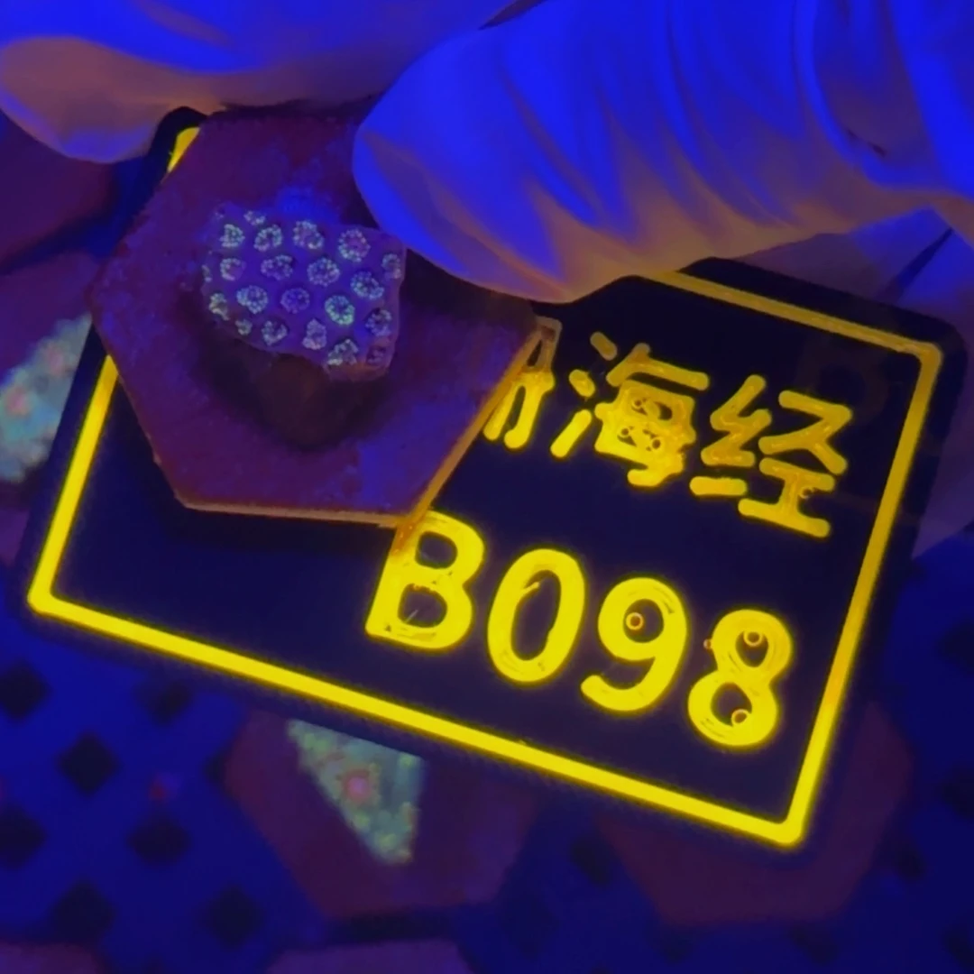 纽扣珊瑚亮晓晓不包邮澳彩切件B098