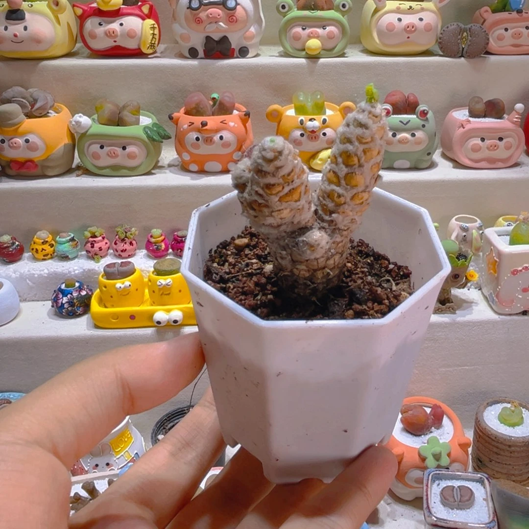 150四头刨花厚敦菊