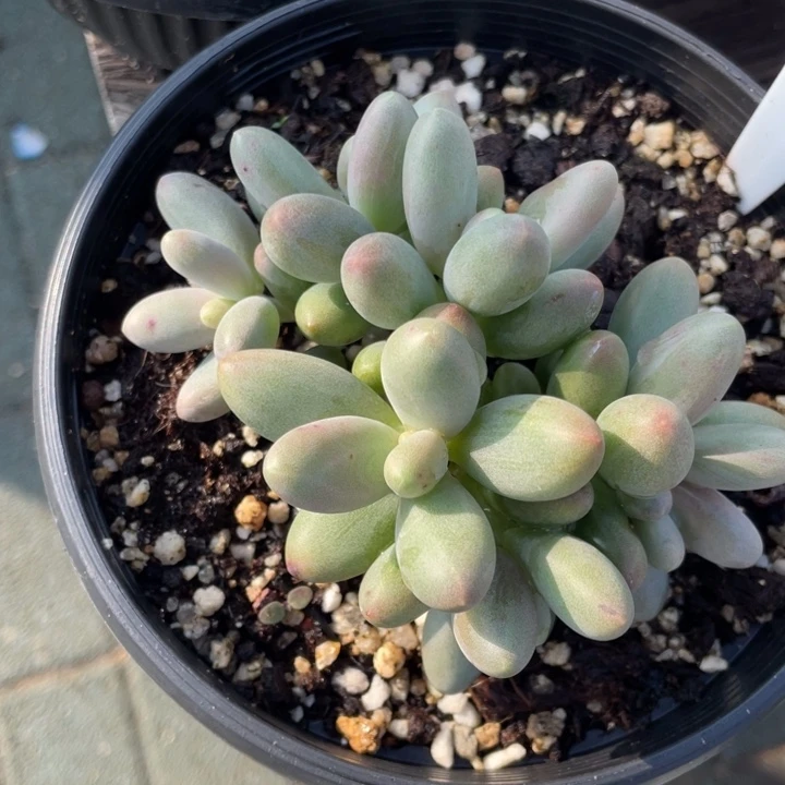 糖果美人多肉植物