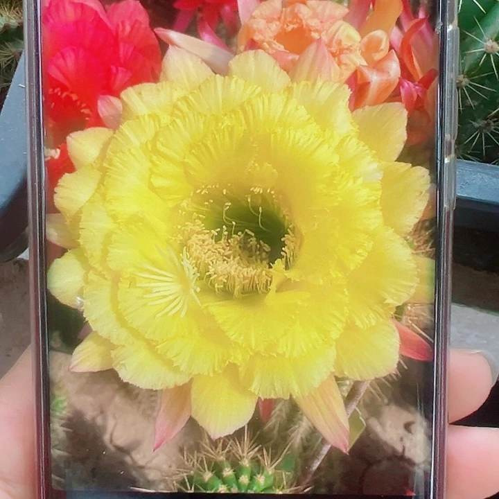 毛花柱清清公主侧芽拍一发二