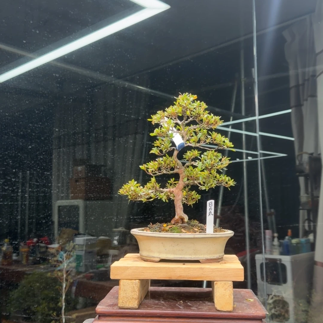 小***魚无花朵花卉苗木花卉苗木002