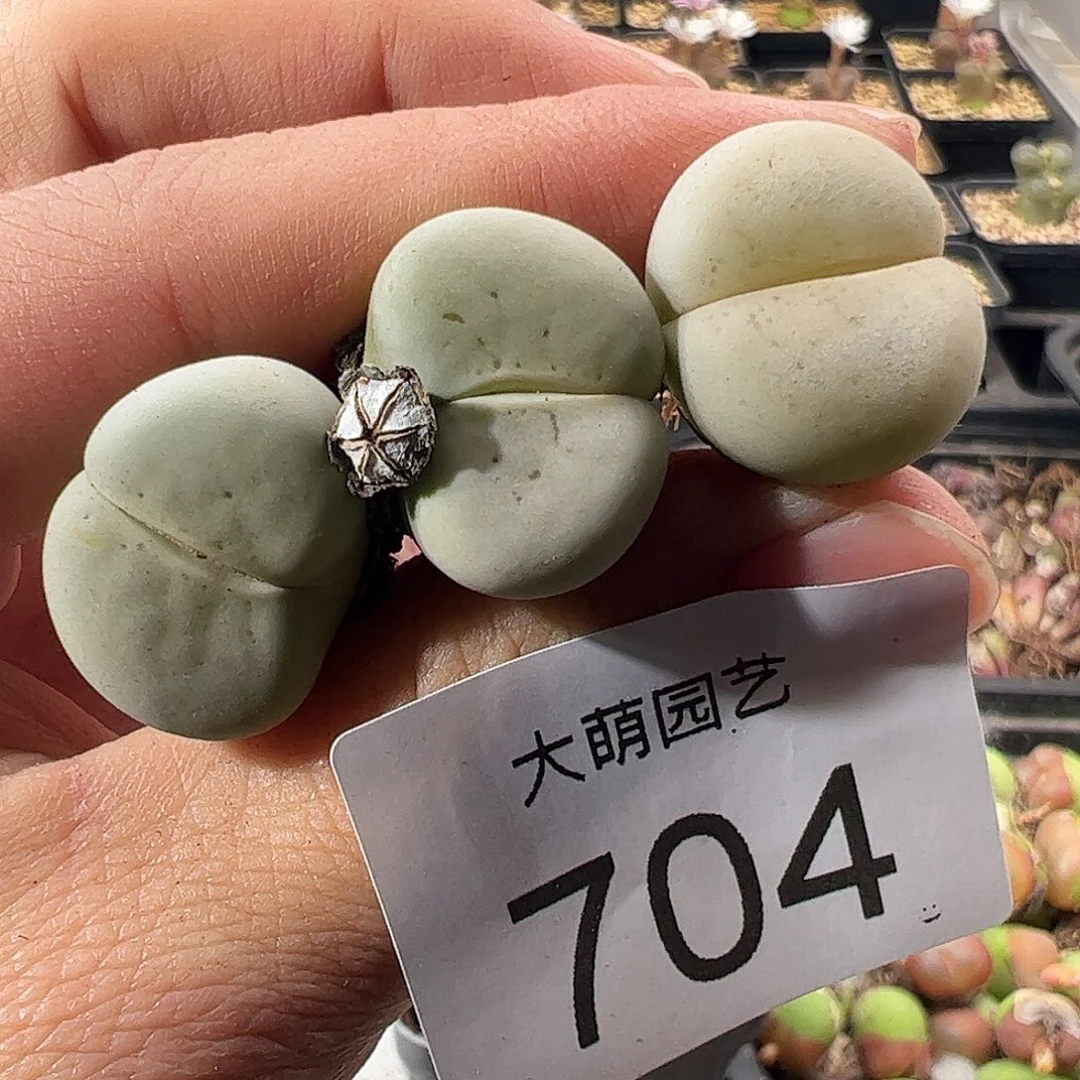 一物一拍。        704