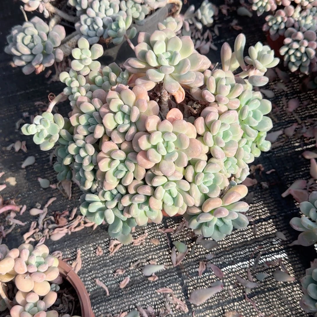无花朵木糖醇老桩