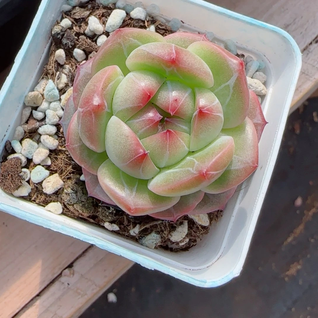 新品，6226多肉植物