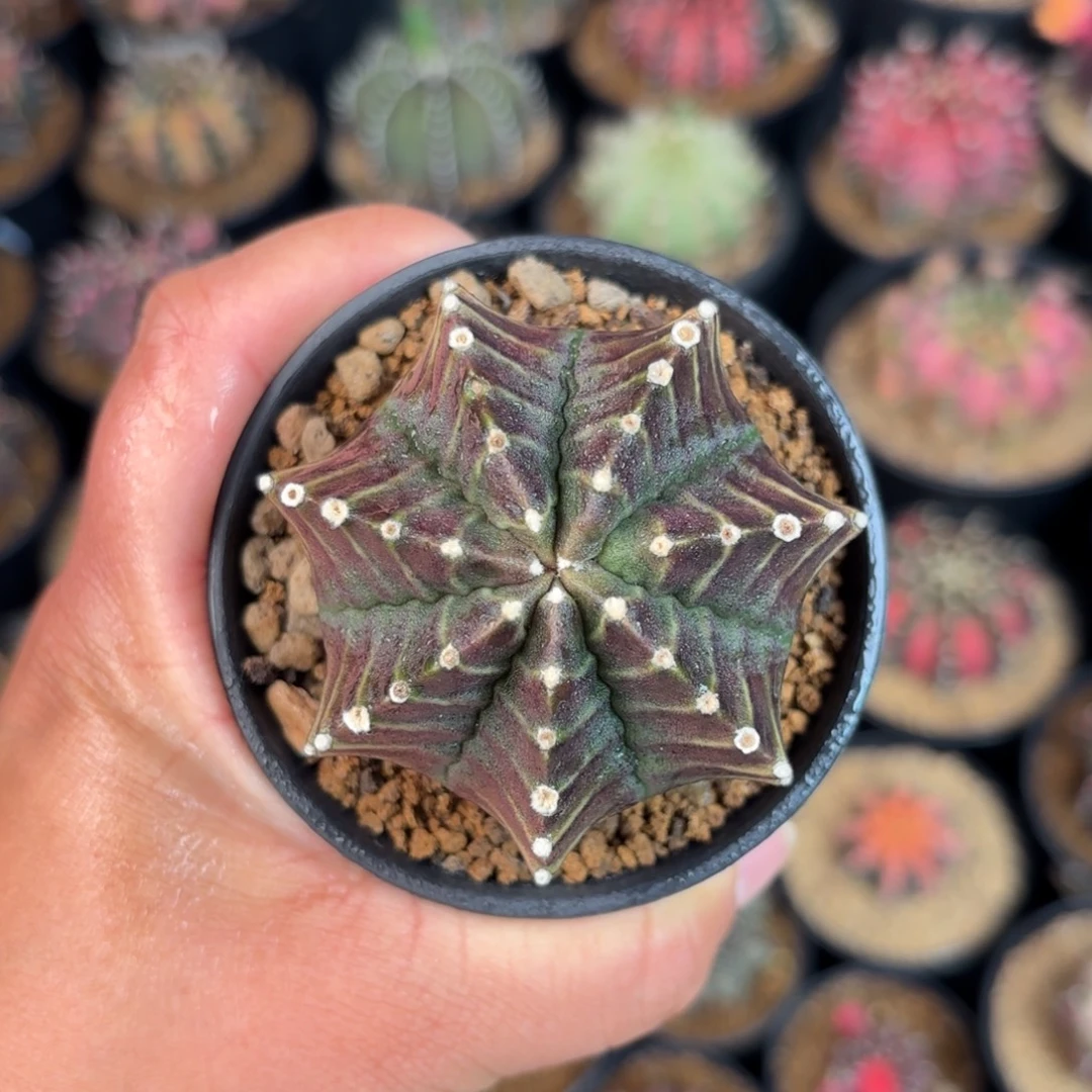 泰系米哈实生仙人球5号