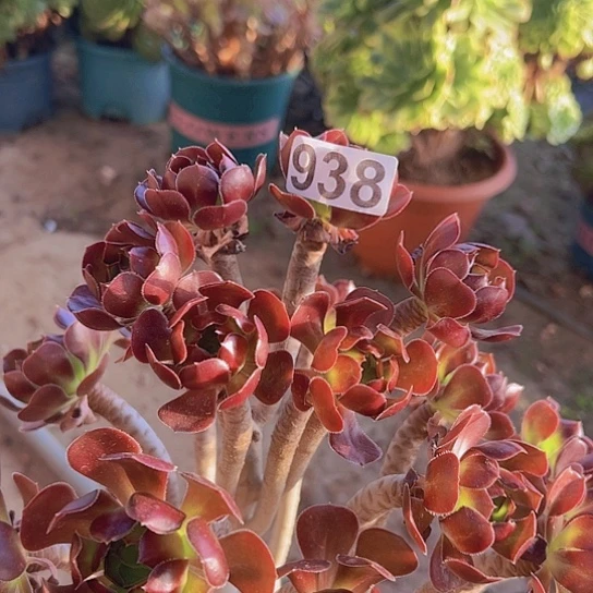 芷***香多肉植物一个黑豆