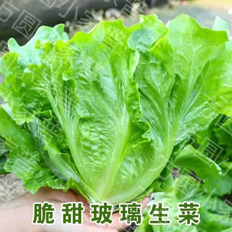 奶油生菜新鲜蔬菜叶菜类生菜烤肉凉拌甜脆多汁沙拉菜农家新鲜蔬菜