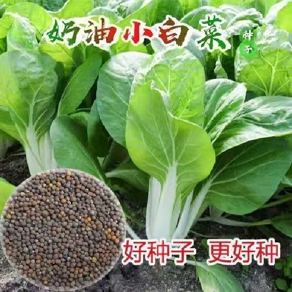 【奶油小白菜种子】小青菜籽四季阳台种菜家庭盆栽春季蔬菜种子