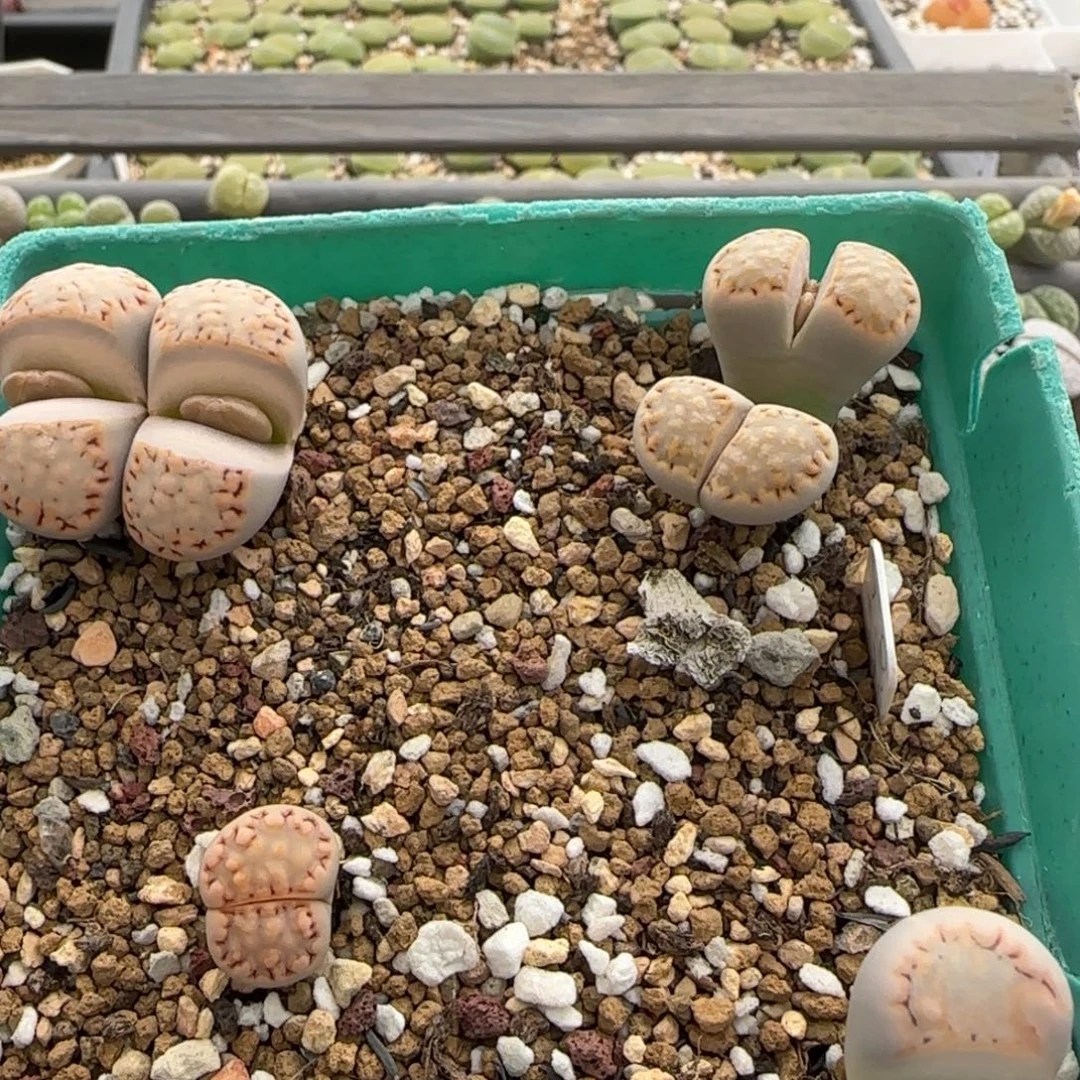 11.12号爱萌多肉脱土饼干福利8092