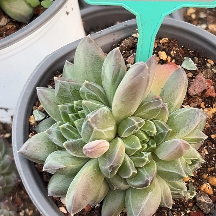 A8多肉植物一物一拍325