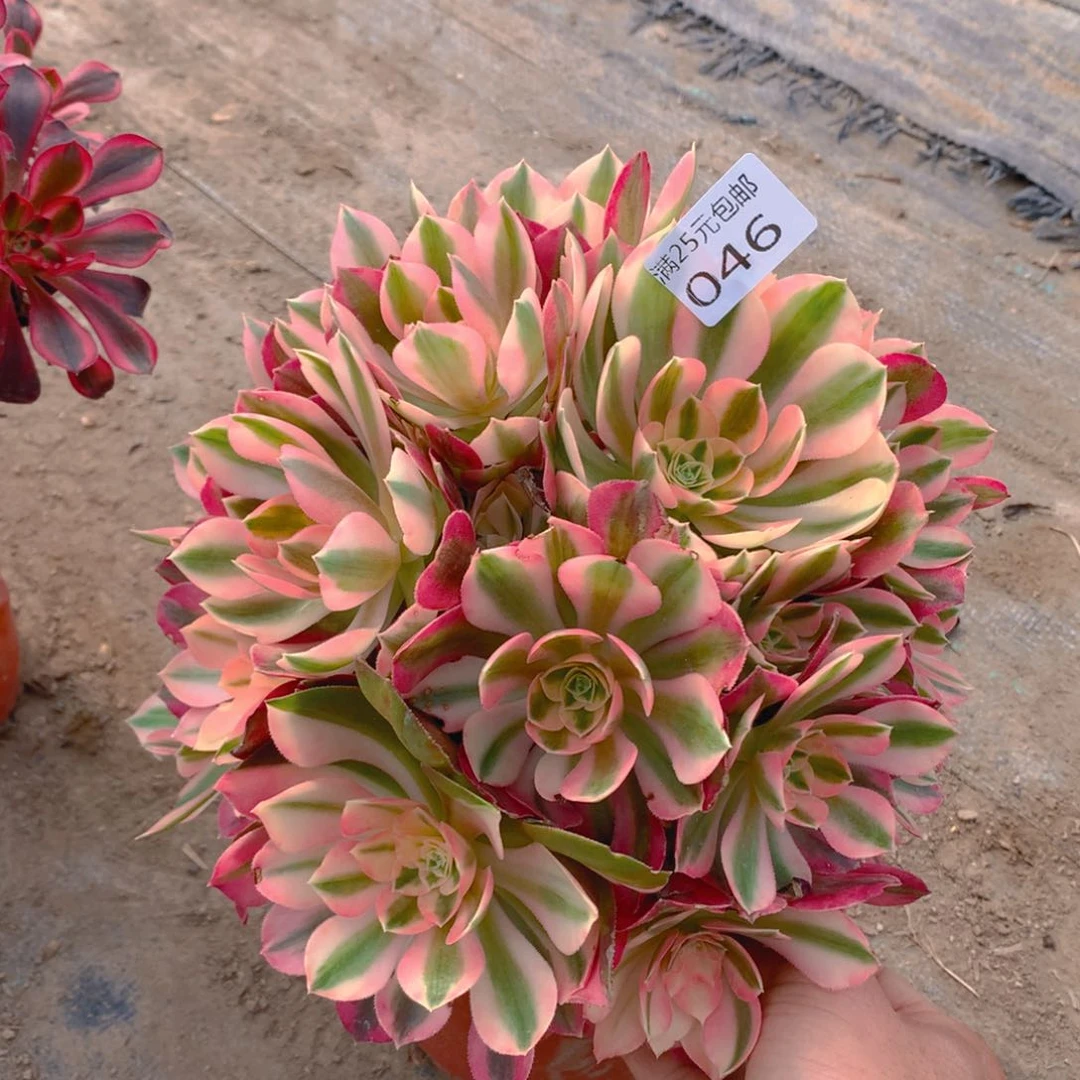 046粉女巫老桩多肉植物