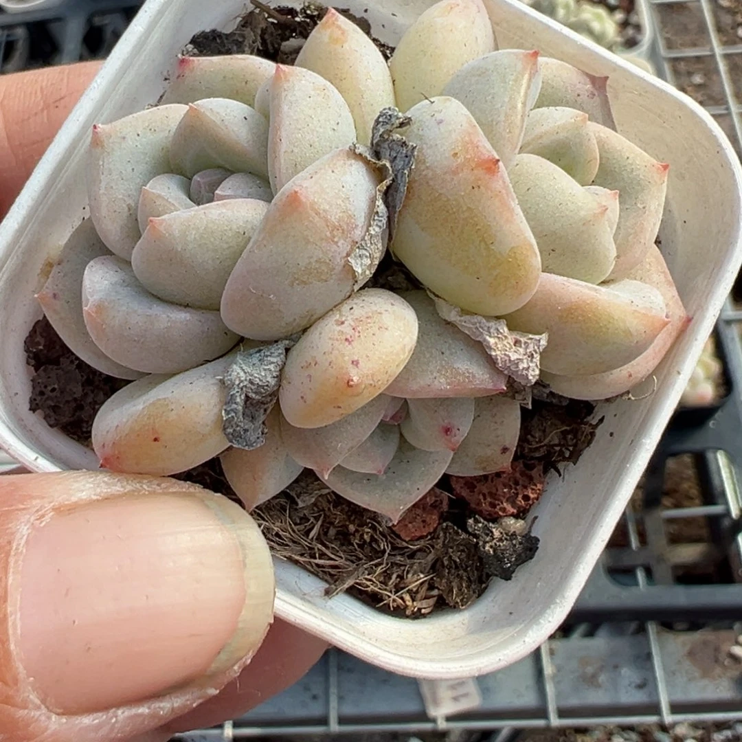 小卡拉米糖心一物一拍