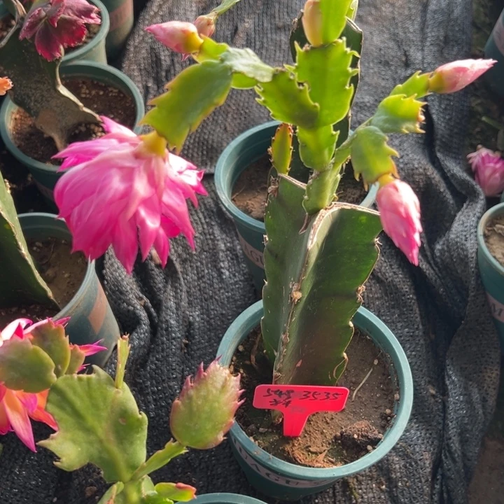 日***落55号083复色大花，666