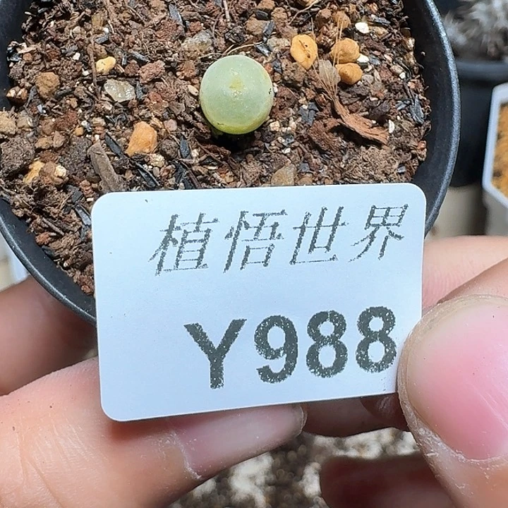 988盒多肉植物哇f f