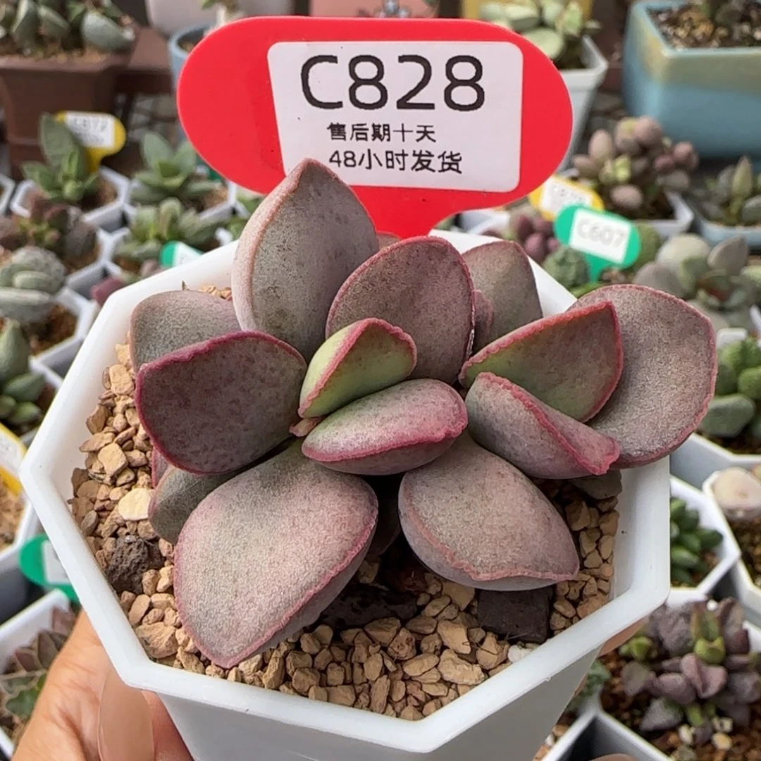 福利多肉水泡。  828。