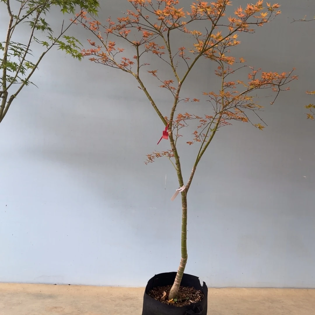 无花朵青玄一物一拍