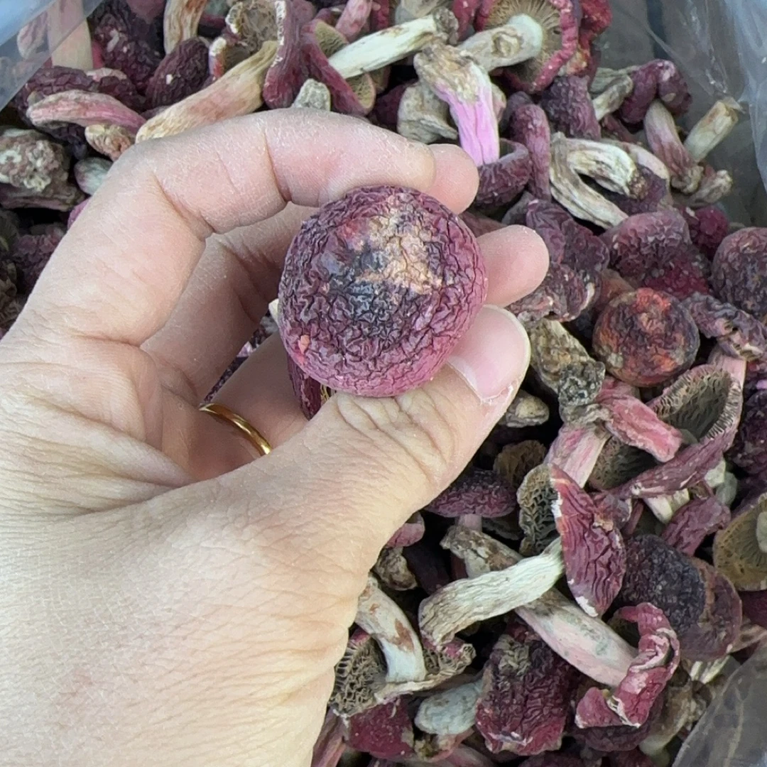 【小菇蕾】福建龙岩野生正红菇