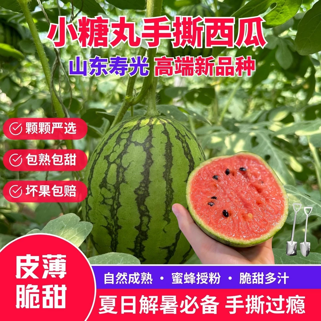 潍坊手撕小糖丸西瓜皮薄多汁脆甜可口新鲜现摘现发一整箱