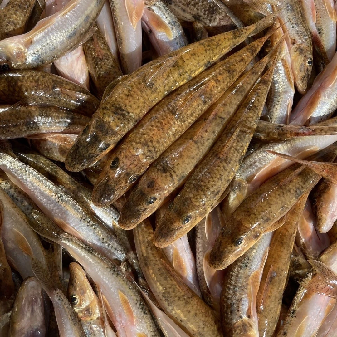 野生河鱼淡水鱼沙丁鱼船丁鱼