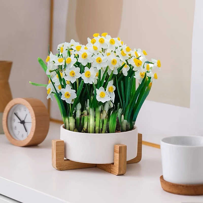 【福利3-5个球】凌波仙子水仙花传统白色带简约白色陶瓷盆带底座