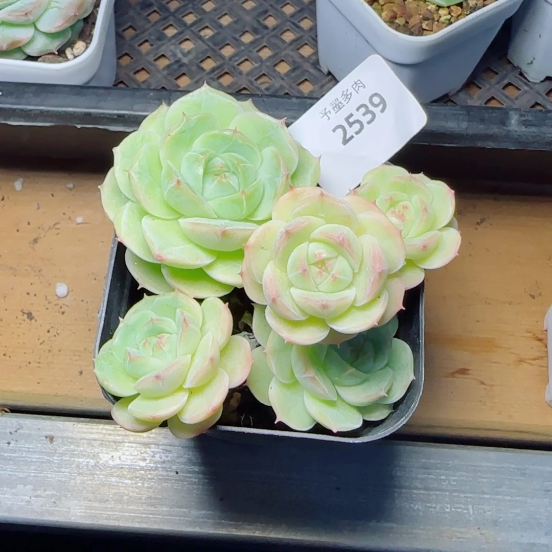 白芷，2539多肉植物