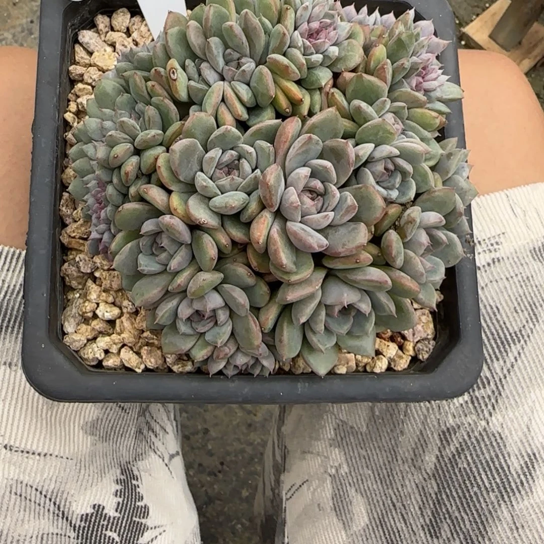 一物一拍黑曼巴缀56