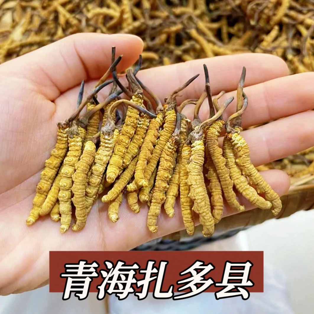 【高海拔】玉树扎多头期冬虫夏草滋补佳品