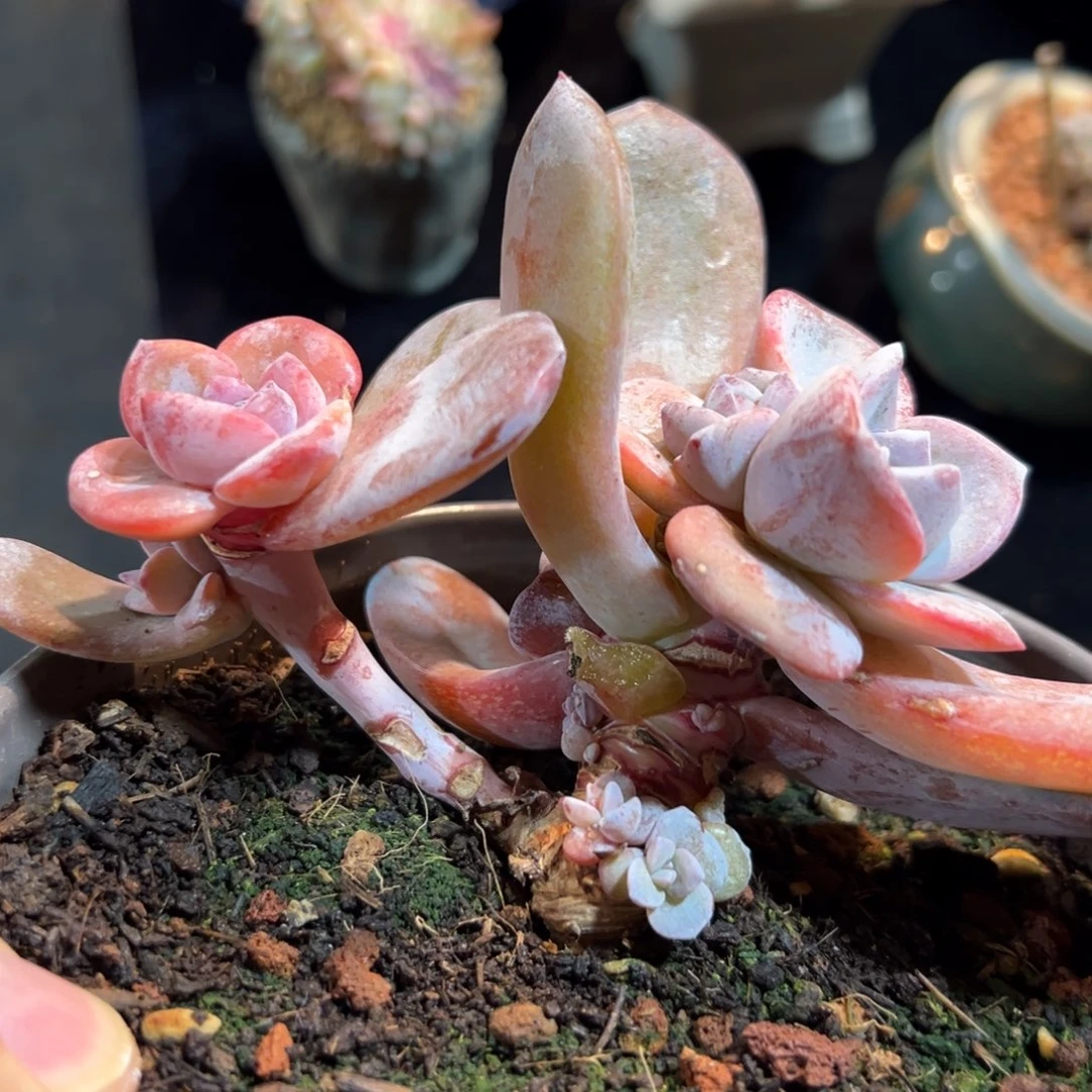 新年快乐 新年快乐